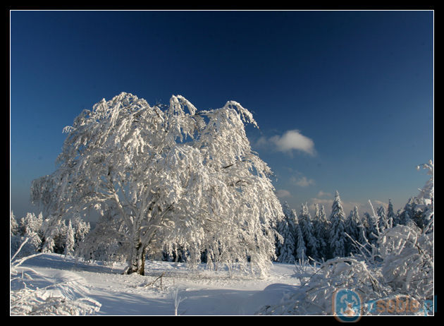 Duzo_sniegu_-_zdjecie_drzewa_zasniezonego_1205.jpg