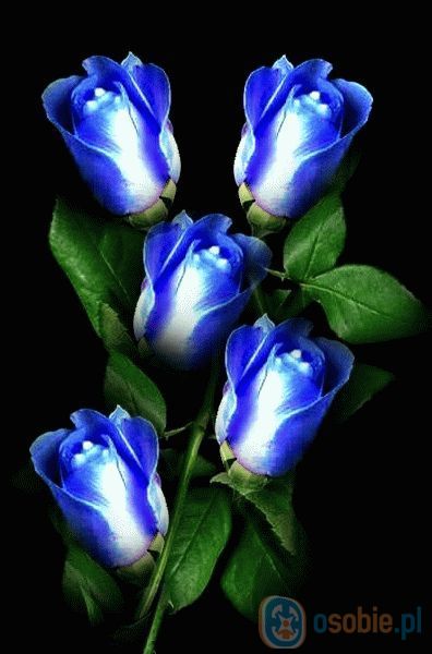 niebieskie róże.jpg