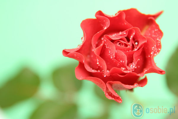 Róża dla Ciebie 12.jpg