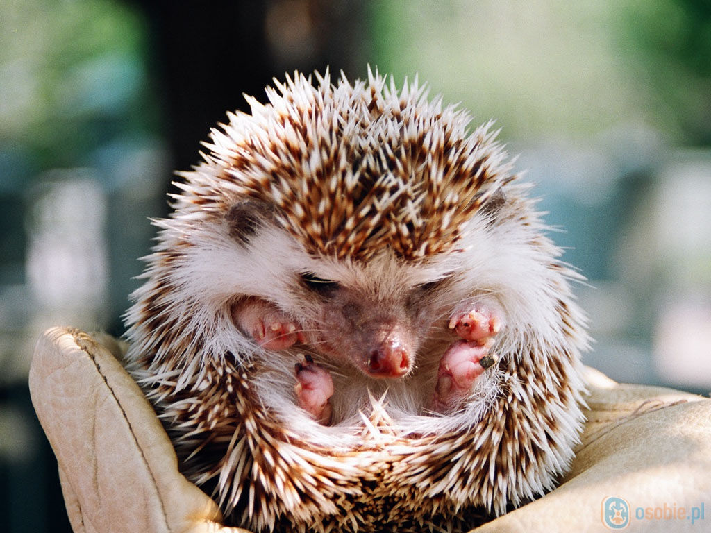 Hedgehog.jpg