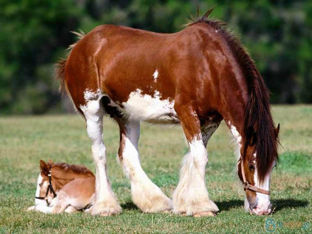 koń-mama z źrebiątkiem.jpg