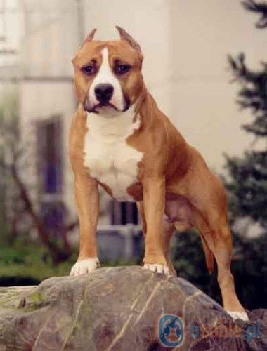 apolla_amstaff_hh.jpg