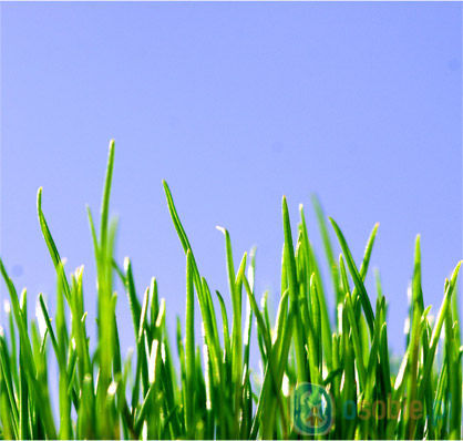 green-grass.jpg