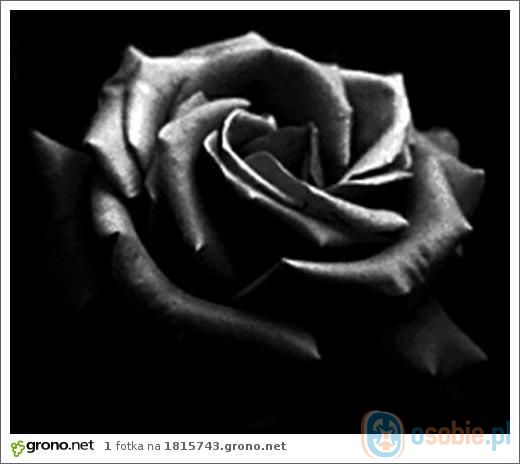 Czarna róża.jpg