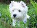 Westie [West Highland White Terrier]